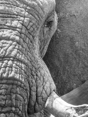 Обои 1536x2048 Африка, дикая природа, слон