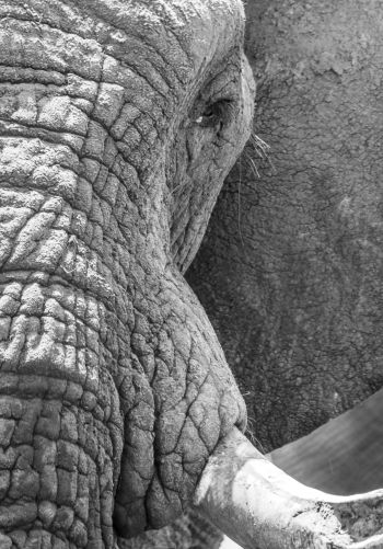 Africa, wild nature, elephant Wallpaper 1668x2388