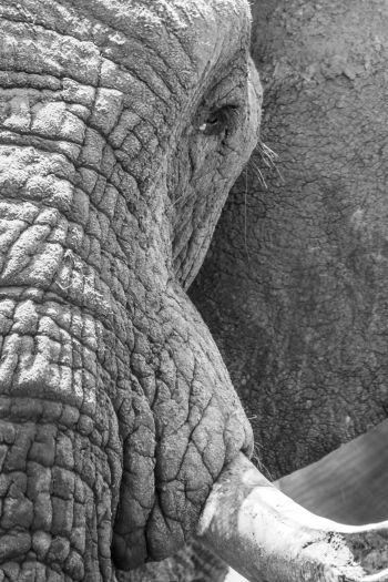 Обои 640x960 Африка, дикая природа, слон
