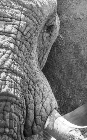 Обои 1600x2560 Африка, дикая природа, слон