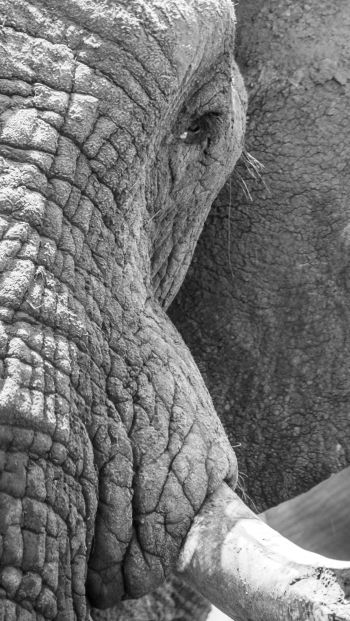 Africa, wild nature, elephant Wallpaper 640x1136