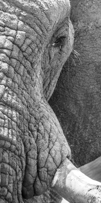 Обои 720x1440 Африка, дикая природа, слон
