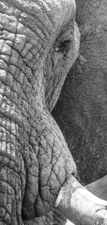 Africa, wild nature, elephant Wallpaper 1440x3040