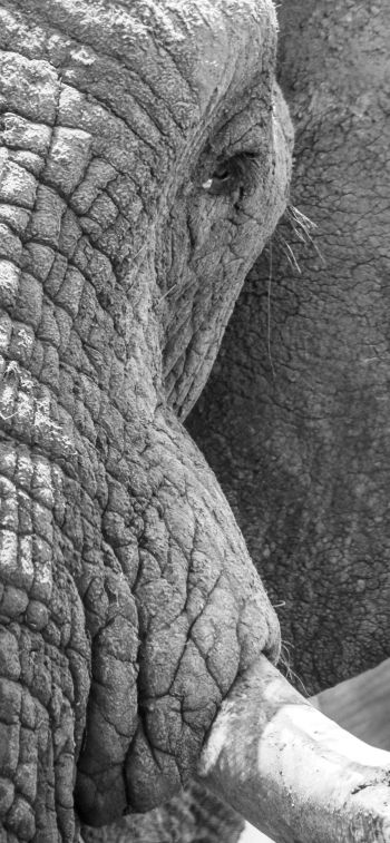 Обои 1125x2436 Африка, дикая природа, слон