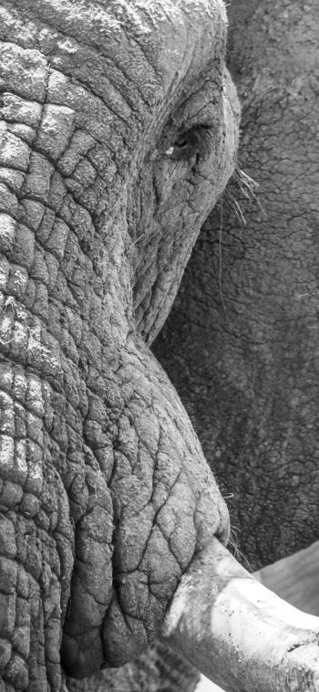 Africa, wild nature, elephant Wallpaper 1080x2340