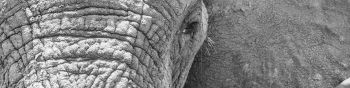 Africa, wild nature, elephant Wallpaper 1590x400