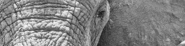 Обои 1590x400 Африка, дикая природа, слон