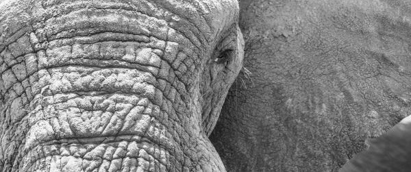 Africa, wild nature, elephant Wallpaper 3440x1440