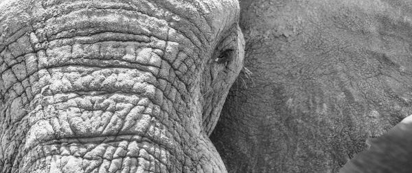 Africa, wild nature, elephant Wallpaper 2560x1080