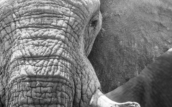 Africa, wild nature, elephant Wallpaper 2560x1600