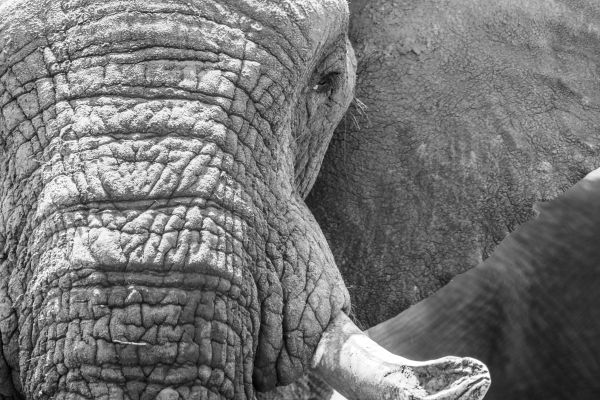Africa, wild nature, elephant Wallpaper 5472x3648