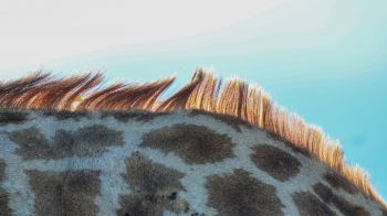 wild nature, giraffe, spotted Wallpaper 1600x900