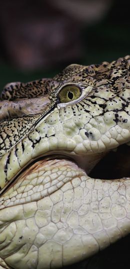 crocodile, teeth, eyes Wallpaper 1080x2220