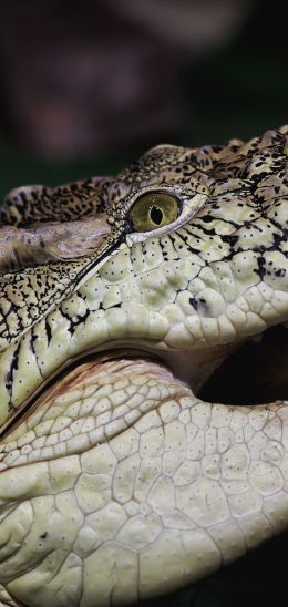 crocodile, teeth, eyes Wallpaper 1080x2280