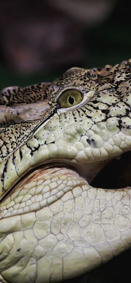 crocodile, teeth, eyes Wallpaper 828x1792