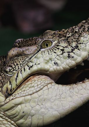 crocodile, teeth, eyes Wallpaper 1668x2388