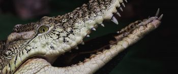 Обои 3440x1440 крокодил, зубы, глаза