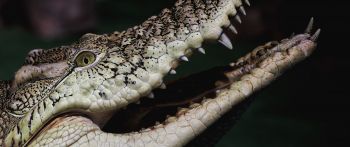 crocodile, teeth, eyes Wallpaper 2560x1080