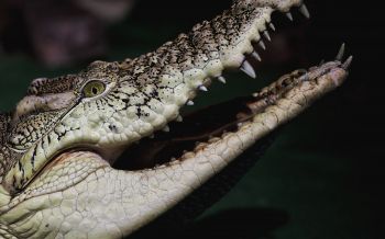 crocodile, teeth, eyes Wallpaper 1920x1200