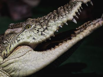 Обои 1024x768 крокодил, зубы, глаза