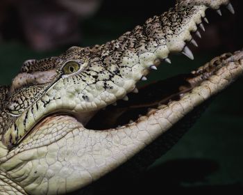 Обои 1280x1024 крокодил, зубы, глаза