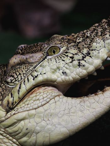 crocodile, teeth, eyes Wallpaper 1620x2160