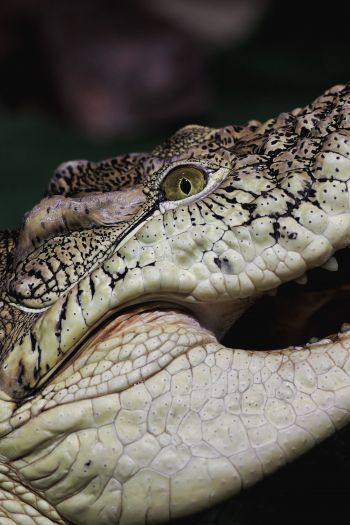 Обои 640x960 крокодил, зубы, глаза