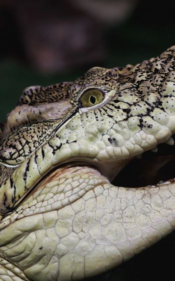 crocodile, teeth, eyes Wallpaper 1600x2560