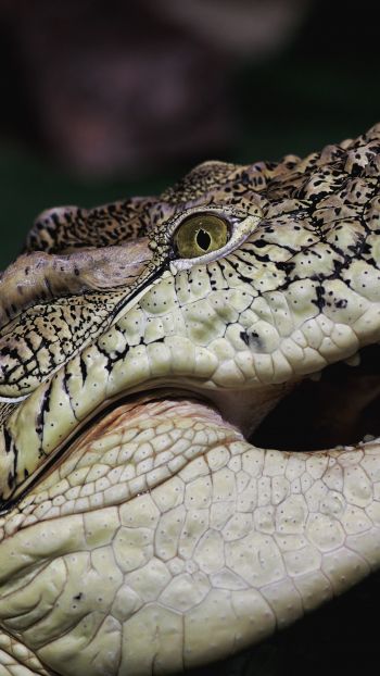 crocodile, teeth, eyes Wallpaper 1440x2560