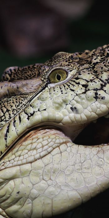 crocodile, teeth, eyes Wallpaper 720x1440