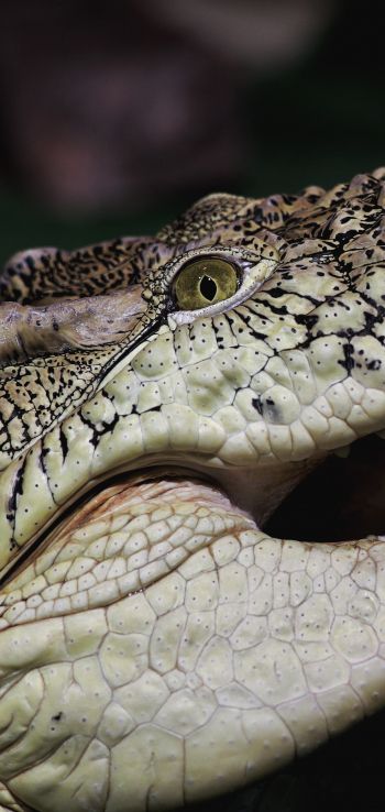crocodile, teeth, eyes Wallpaper 1440x3040