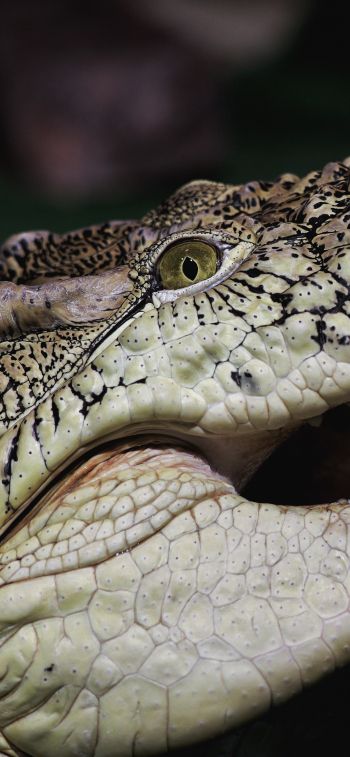 crocodile, teeth, eyes Wallpaper 1170x2532