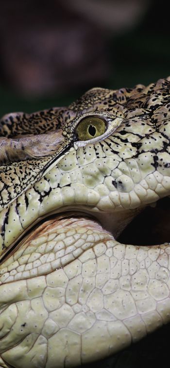 crocodile, teeth, eyes Wallpaper 1080x2340