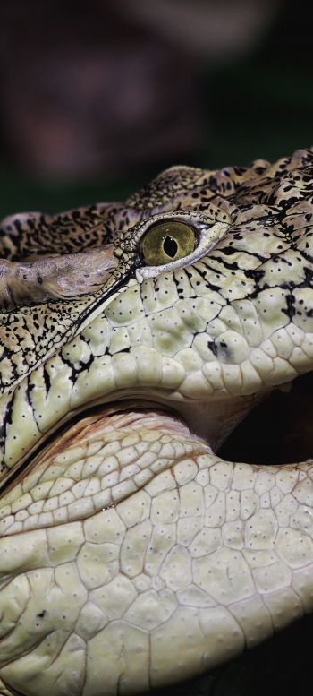 Обои 720x1600 крокодил, зубы, глаза