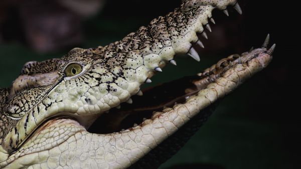 crocodile, teeth, eyes Wallpaper 2560x1440