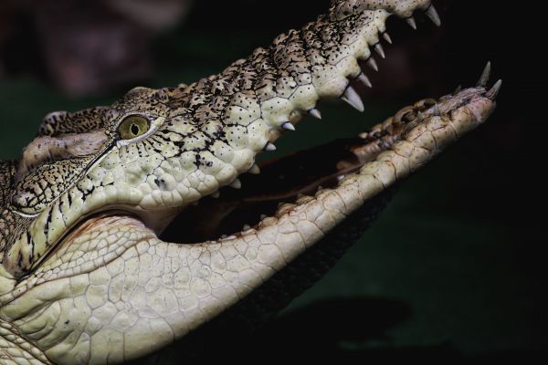 Обои 5760x3840 крокодил, зубы, глаза