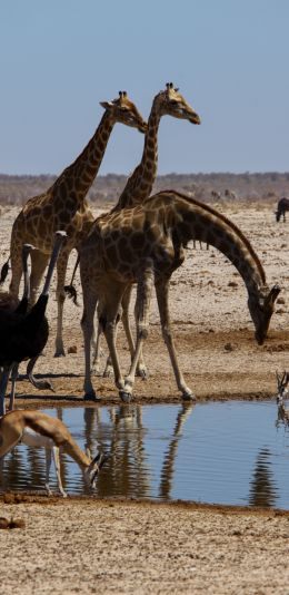Etosha, Namibia, wild nature, giraffes Wallpaper 1440x2960