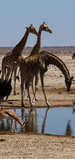 Etosha, Namibia, wild nature, giraffes Wallpaper 1440x3040