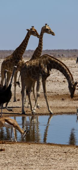 Etosha, Namibia, wild nature, giraffes Wallpaper 1170x2532