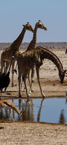 Обои 1080x2340 Этоша, Намибия, дикая природа, жирафы