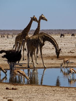 Etosha, Namibia, wild nature, giraffes Wallpaper 2048x2732