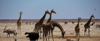 Etosha, Namibia, wild nature, giraffes Wallpaper 3440x1440