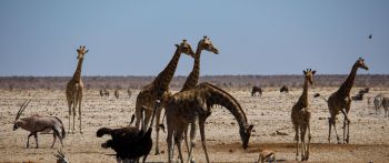 Обои 2560x1080 Этоша, Намибия, дикая природа, жирафы