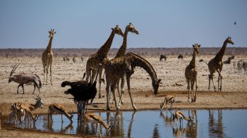 Обои 1920x1080 Этоша, Намибия, дикая природа, жирафы