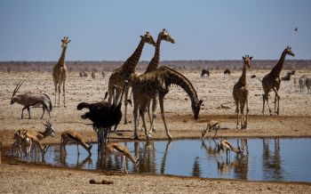 Обои 1920x1200 Этоша, Намибия, дикая природа, жирафы