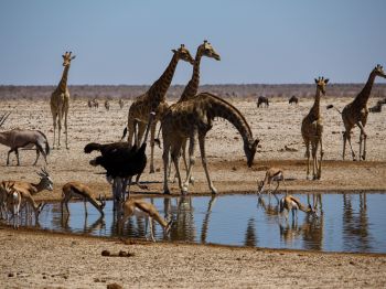 Etosha, Namibia, wild nature, giraffes Wallpaper 1024x768