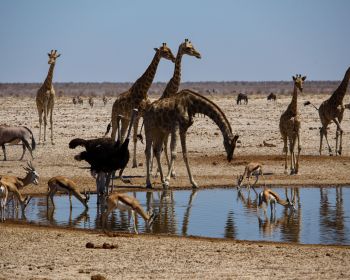 Обои 1280x1024 Этоша, Намибия, дикая природа, жирафы