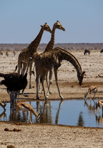 Etosha, Namibia, wild nature, giraffes Wallpaper 1640x2360