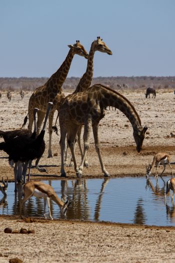 Обои 640x960 Этоша, Намибия, дикая природа, жирафы