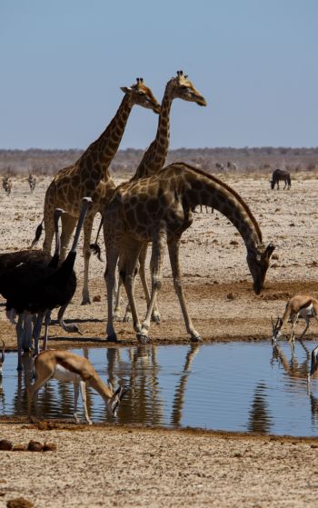 Etosha, Namibia, wild nature, giraffes Wallpaper 1752x2800